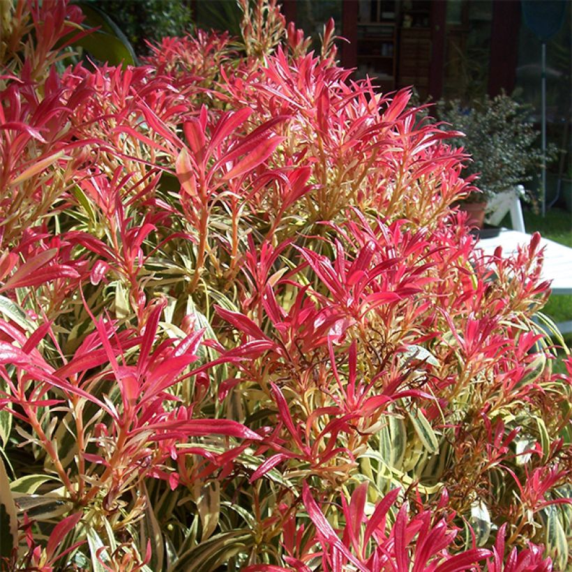 Japaninkellovaivero Little Heath (Kasvutapa)