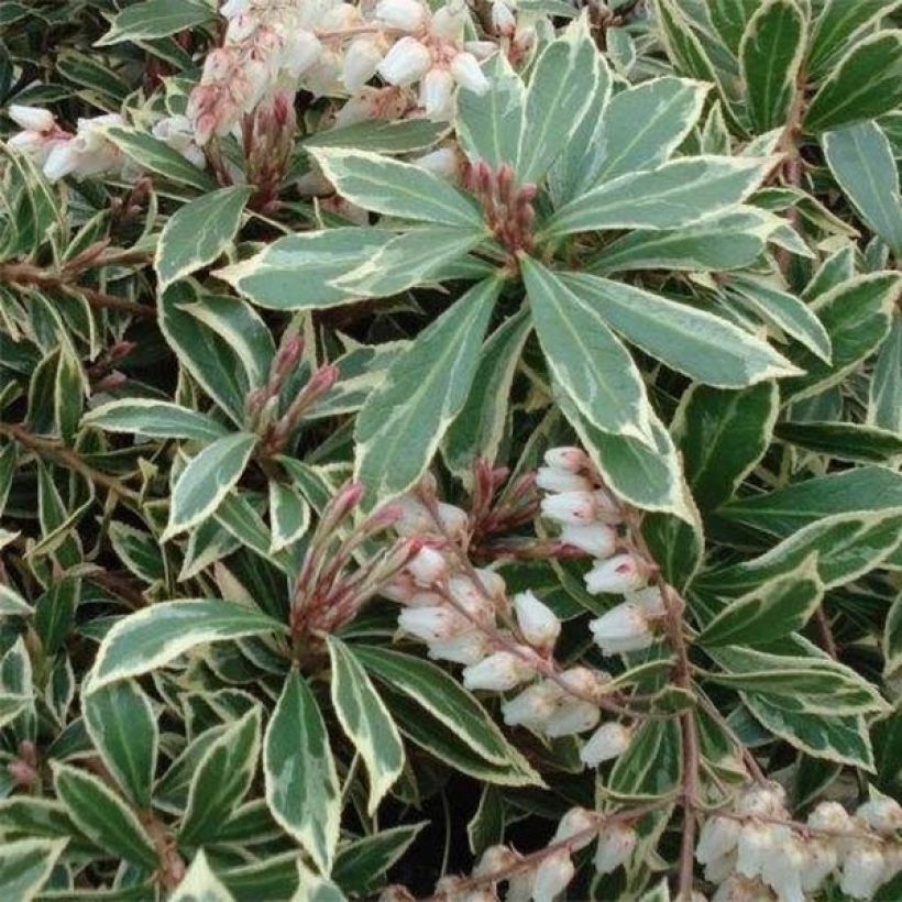 Japaninkellovaivero Little Heath Variegata (Kukinta)
