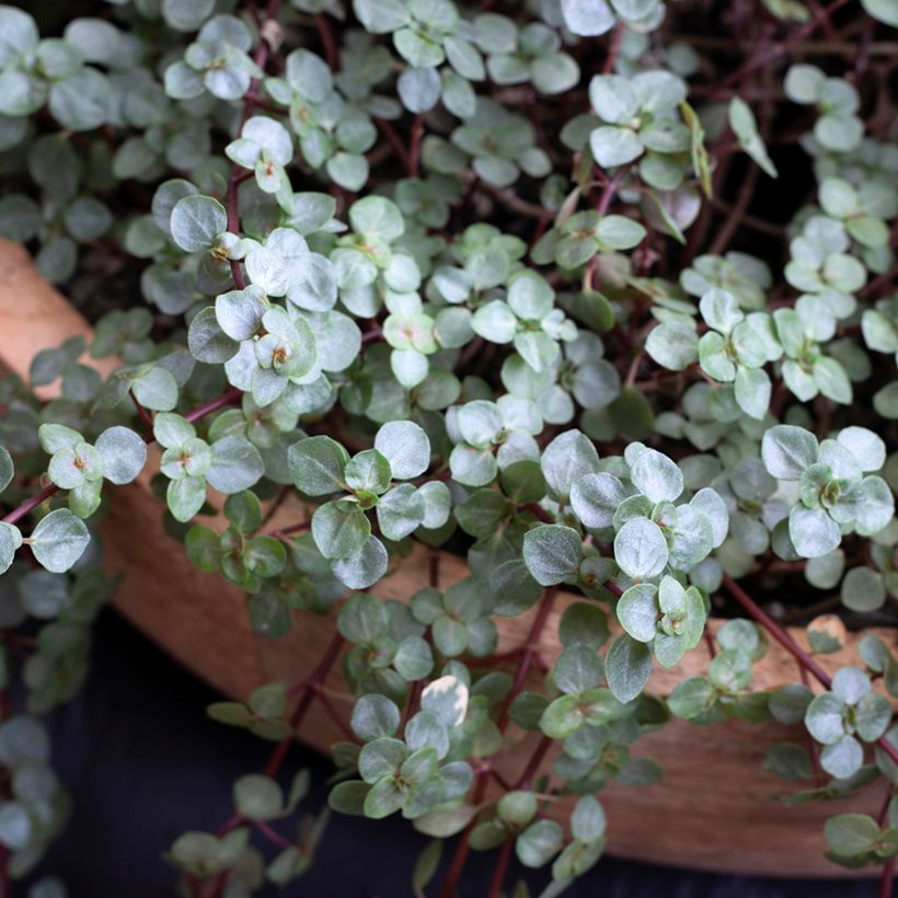 Piilea Greyzy (Lehvistö)