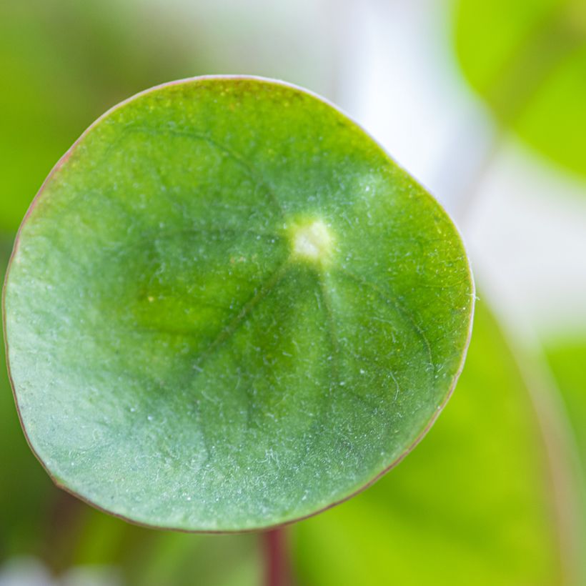Kilpipiilea - Pilea peperomioides (Lehvistö)