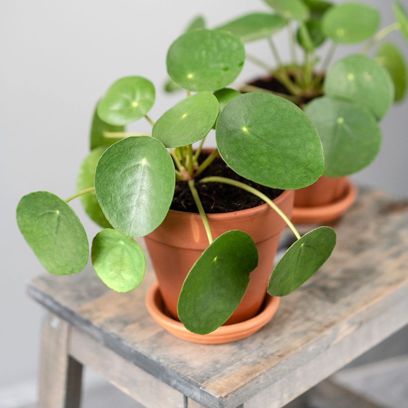 Kilpipiilea - Pilea peperomioides (Kasvutapa)