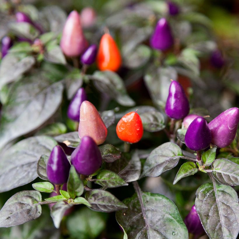 Chilipaprika Numex Twilight (Sadonkorjuu)