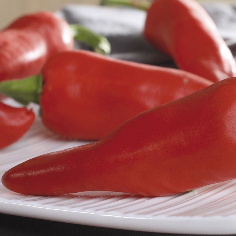 Chilipaprika Gorria (Sadonkorjuu)