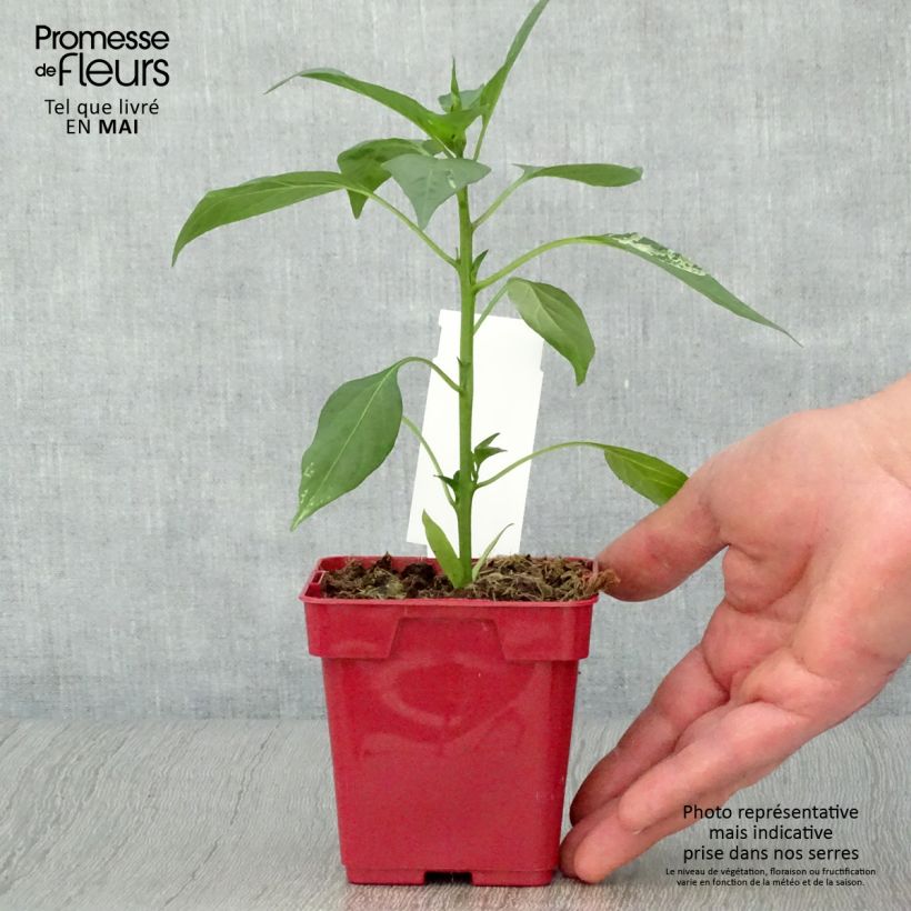 Esimerkki keväällä toimitetusta Pensaspaprika Impala taimena 10 cm/11 cm ruukku-taimesta
