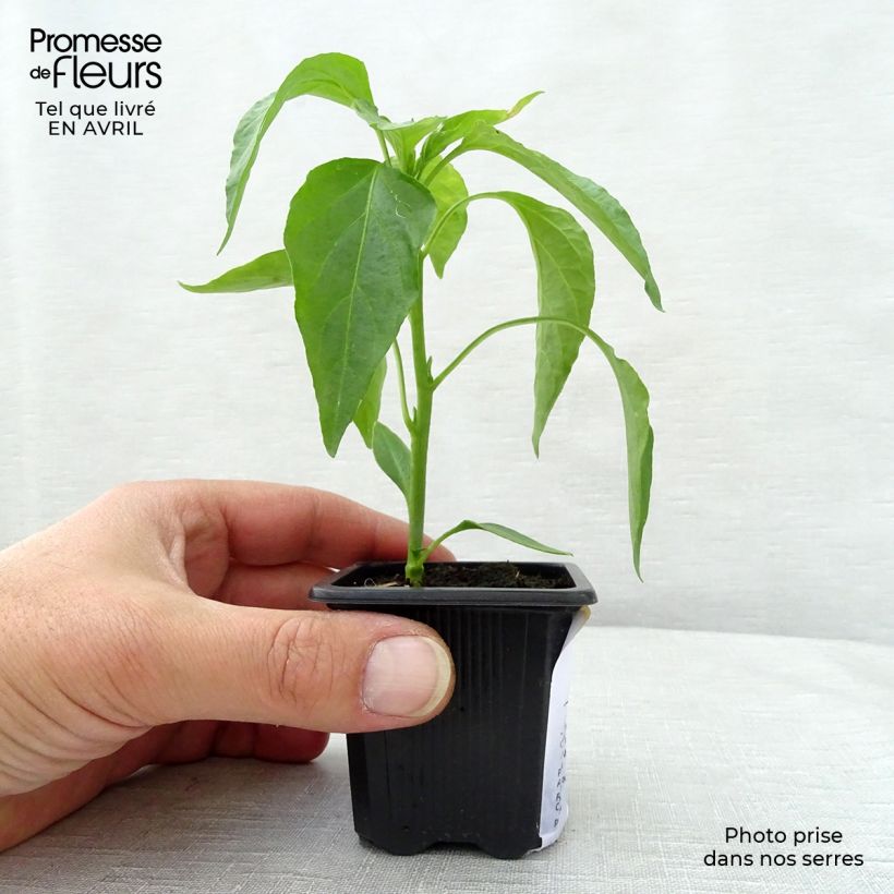 Esimerkki keväällä toimitetusta Maustepaprika Long des Landes taimena 7/8 cm taimiruukku-taimesta