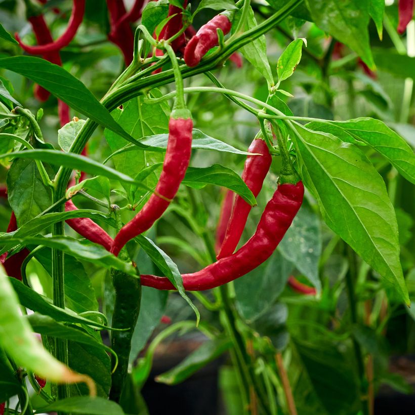 Maustepaprika Long des Landes taimena (Sadonkorjuu)