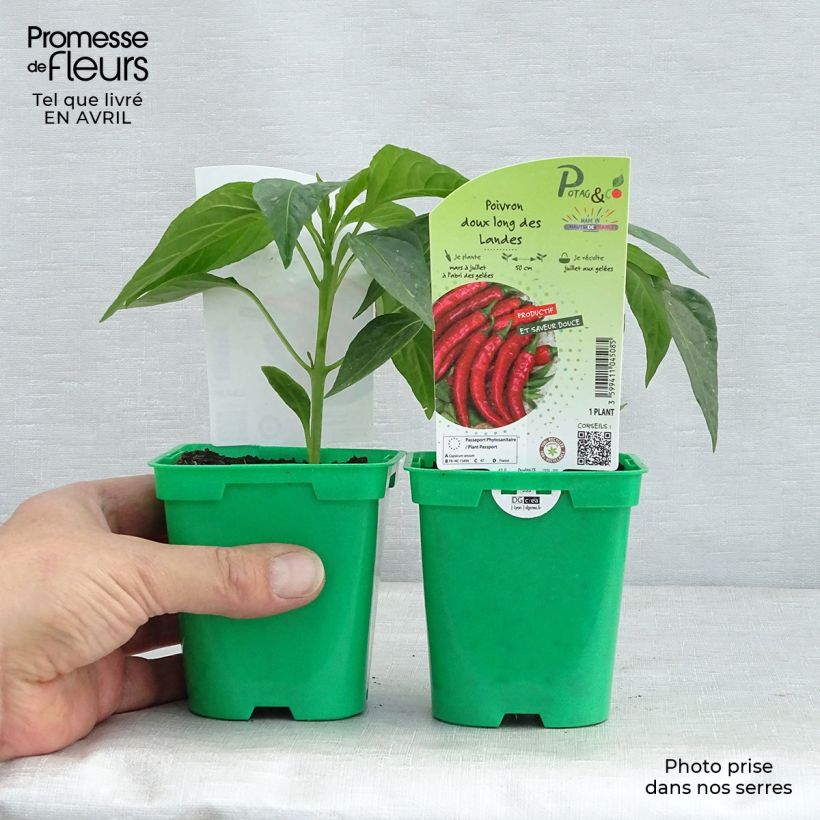 Esimerkki keväällä toimitetusta Maustepaprika Long des Landes taimena 10 cm/11 cm ruukku-taimesta