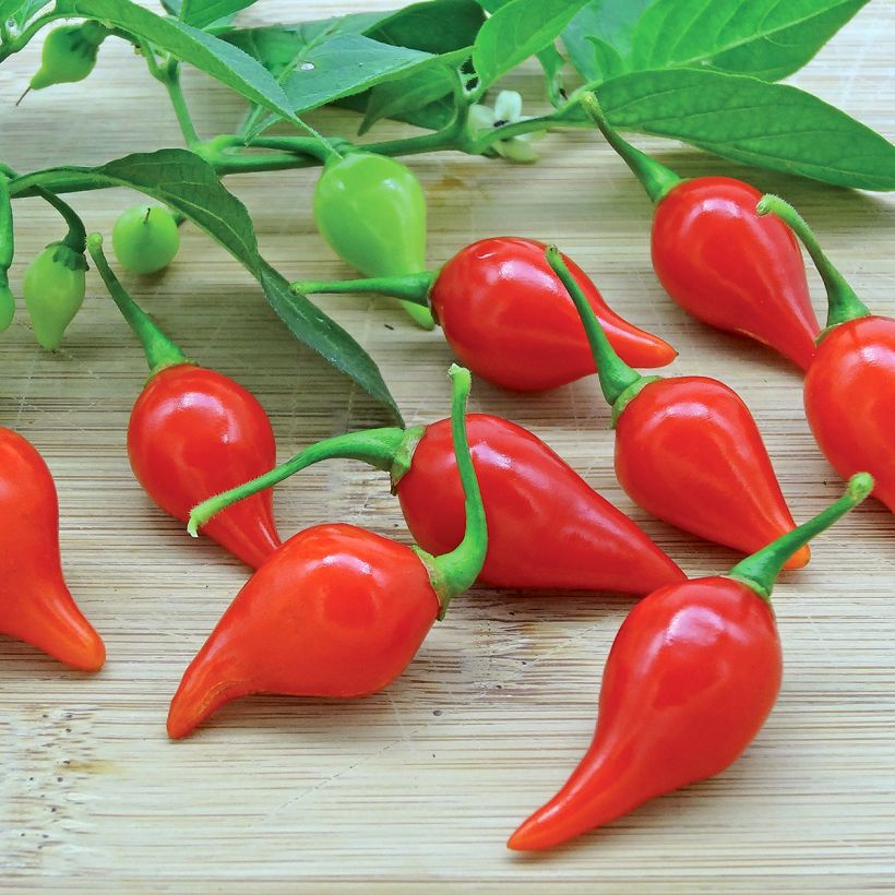 Pensaspaprika Button Red taimena (Sadonkorjuu)