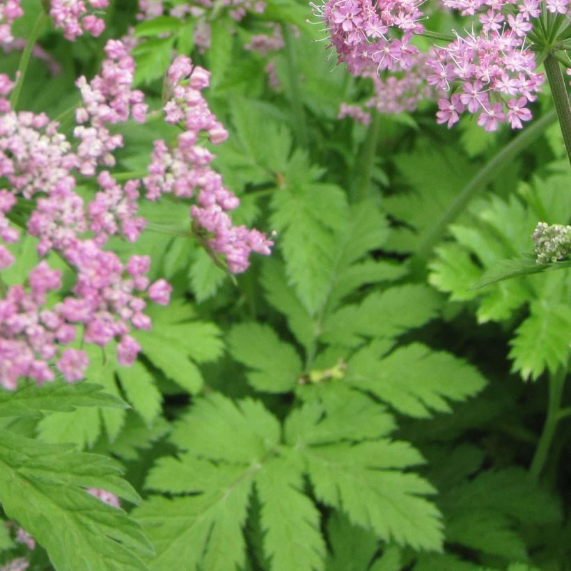 Isopukinjuuri Rosea (Lehvistö)