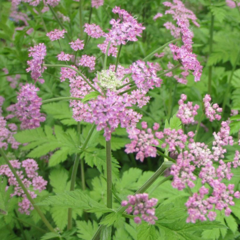 Isopukinjuuri Rosea (Kukinta)