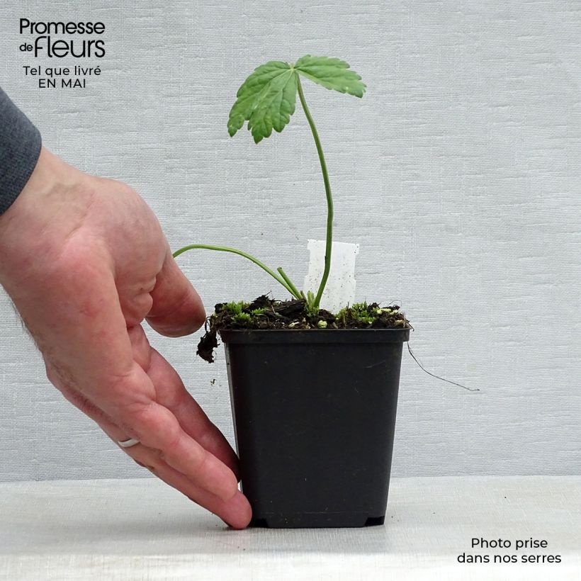 Esimerkki keväällä toimitetusta Isopukinjuuri Rosea Godet de 8/9 cm-taimesta