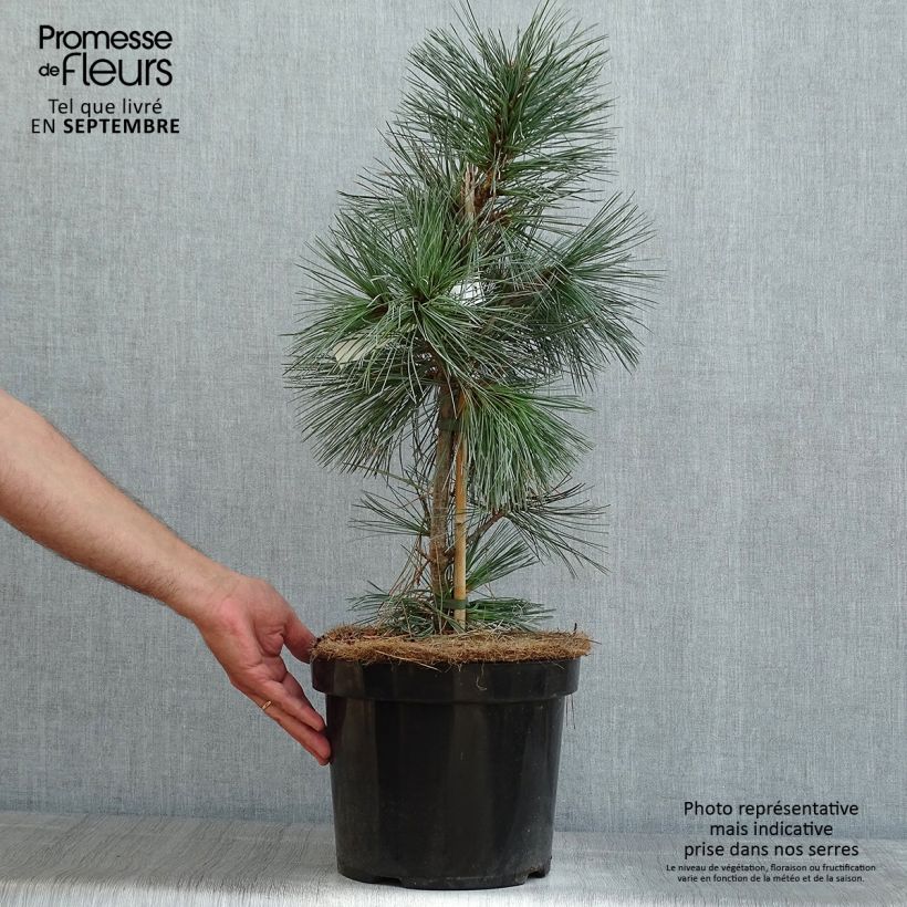 Esimerkki kesällä toimitetusta Kalliovuortensembra Vanderwolfs Pyramid Pot de 7,5L/10L-taimesta