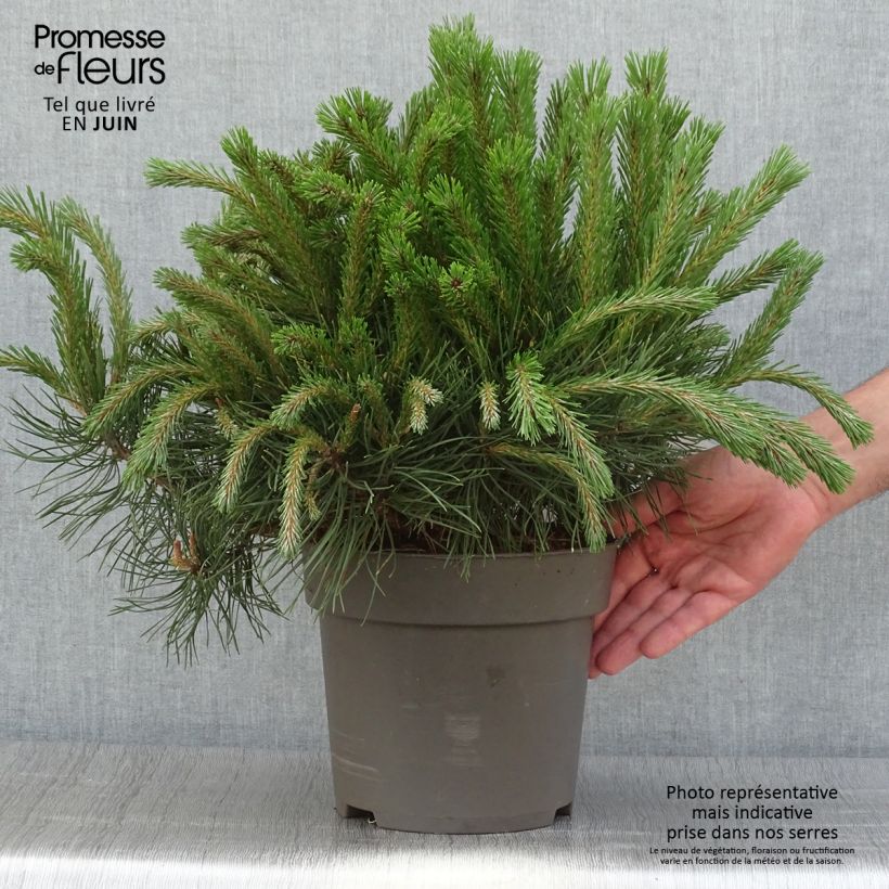Esimerkki kesällä toimitetusta Alppimänty - Pinus uncinata Pièce-taimesta