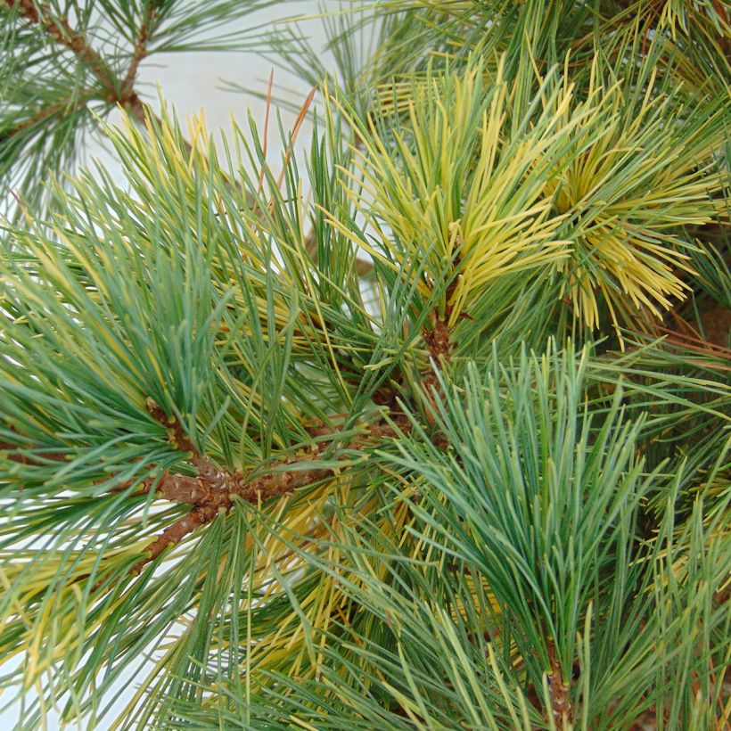 Balkaninmänty Aureovariegata (Lehvistö)