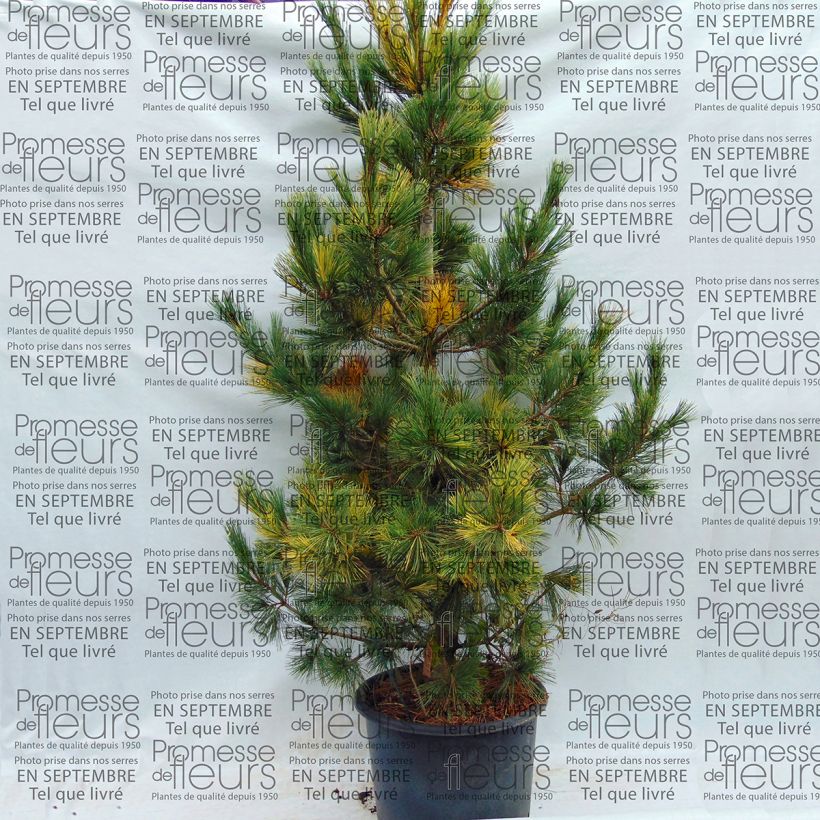 Esimerkki toimitetusta Balkaninmänty Aureovariegata Pot de 18L/20L-taimesta