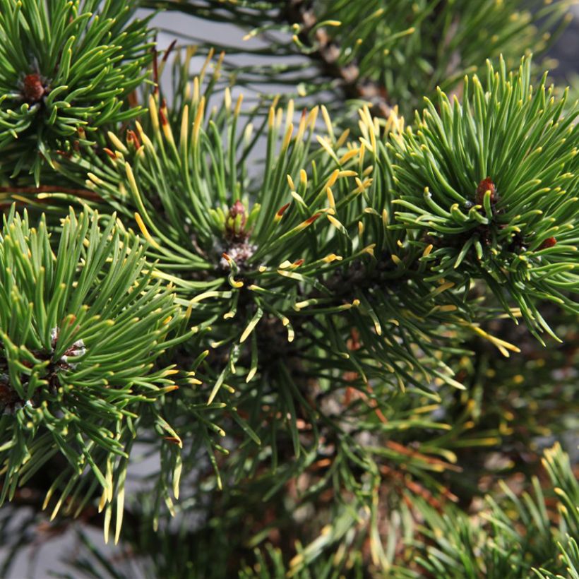 Vuorimänty Carstens Wintergold (Lehvistö)