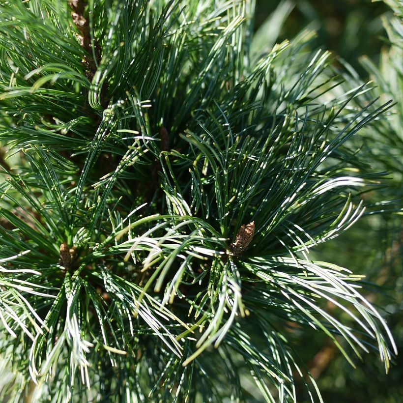 Pensassembra Glauca (Lehvistö)