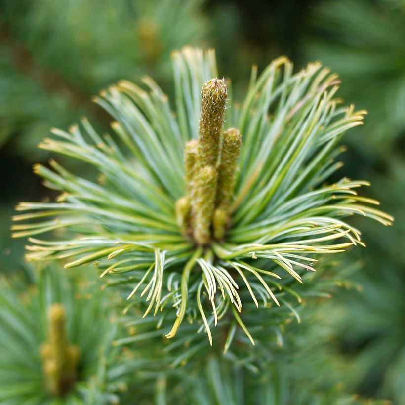 Pensassembra Glauca (Kukinta)