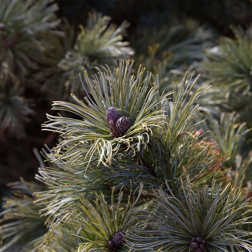 Pensassembra Glauca (Sadonkorjuu)