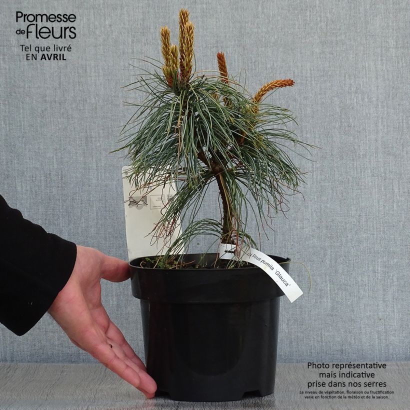 Esimerkki keväällä toimitetusta Pensassembra Glauca Pot de 2L/3L-taimesta