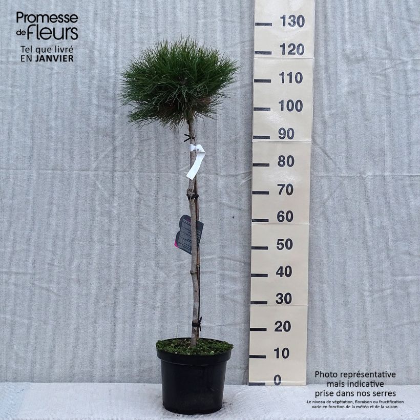 Esimerkki talvella toimitetusta Pin noir - Pinus nigra Marie Brégeon Pot de 7,5L/10L, Demi-Tige, Demi-tige/ Tige de 70/80 cm-taimesta
