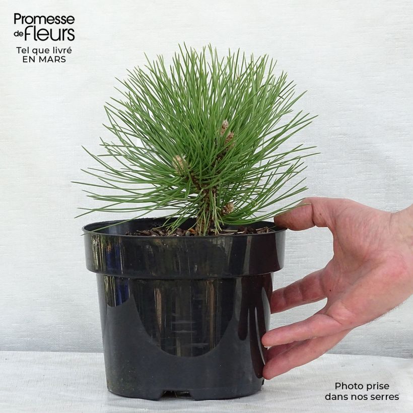 Esimerkki keväällä toimitetusta Mustamänty Nana Pot de 2L/3L-taimesta