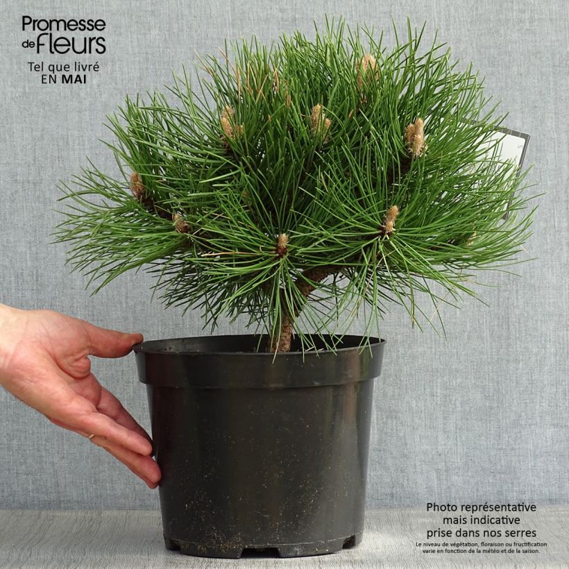 Esimerkki keväällä toimitetusta Mustamänty Nana Pot de 7,5L/10L-taimesta