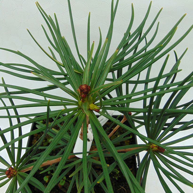 Varjostinkuusi - Sciadopitys verticillata (Lehvistö)