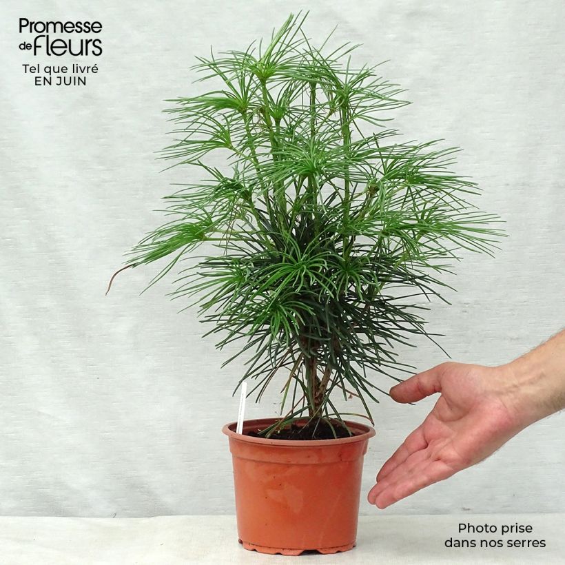 Esimerkki kesällä toimitetusta Varjostinkuusi - Sciadopitys verticillata Ruukku 2L / 3L-taimesta