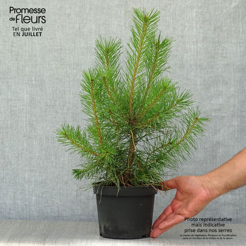 Esimerkki kesällä toimitetusta Mänty - Pinus sylvestris Ruukku 2L / 3L-taimesta