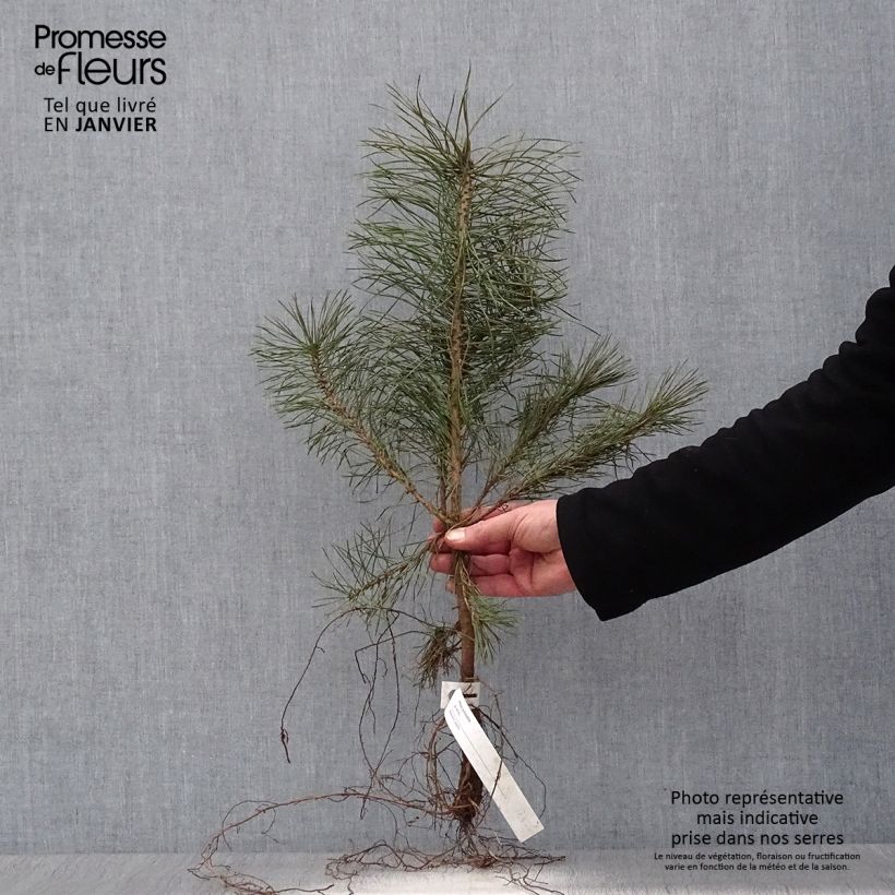 Esimerkki talvella toimitetusta Mänty - Pinus sylvestris Paljasjuurinen-taimesta