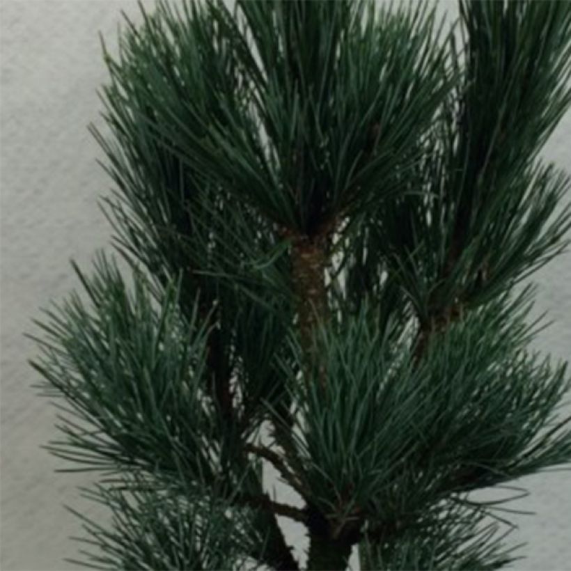 Sembramänty Compacta Glauca (Lehvistö)