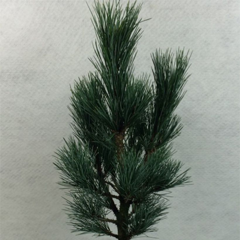 Sembramänty Compacta Glauca (Kasvutapa)