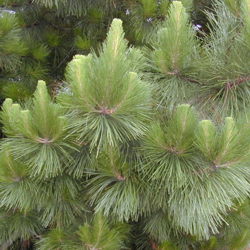 Säteilymänty - Pinus insignis (Lehvistö)