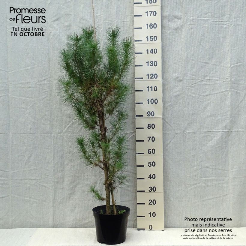 Esimerkki syksyllä toimitetusta Säteilymänty - Pinus insignis 7,5 litran / 10 litran ruukku-taimesta