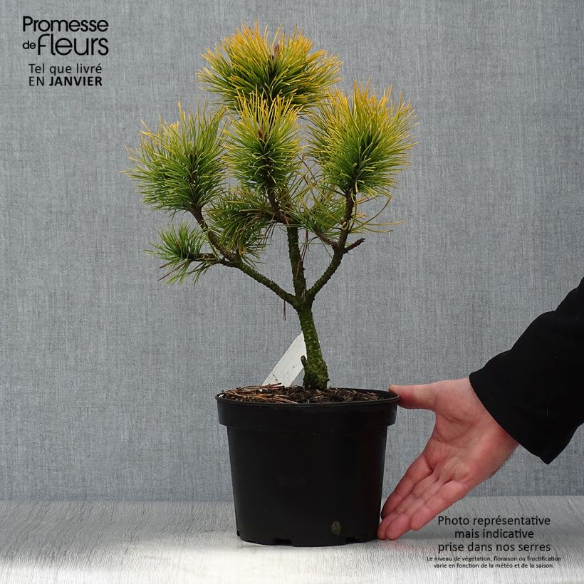 Esimerkki talvella toimitetusta Vuorimänty Golden Glow Pot de 3L/4L-taimesta