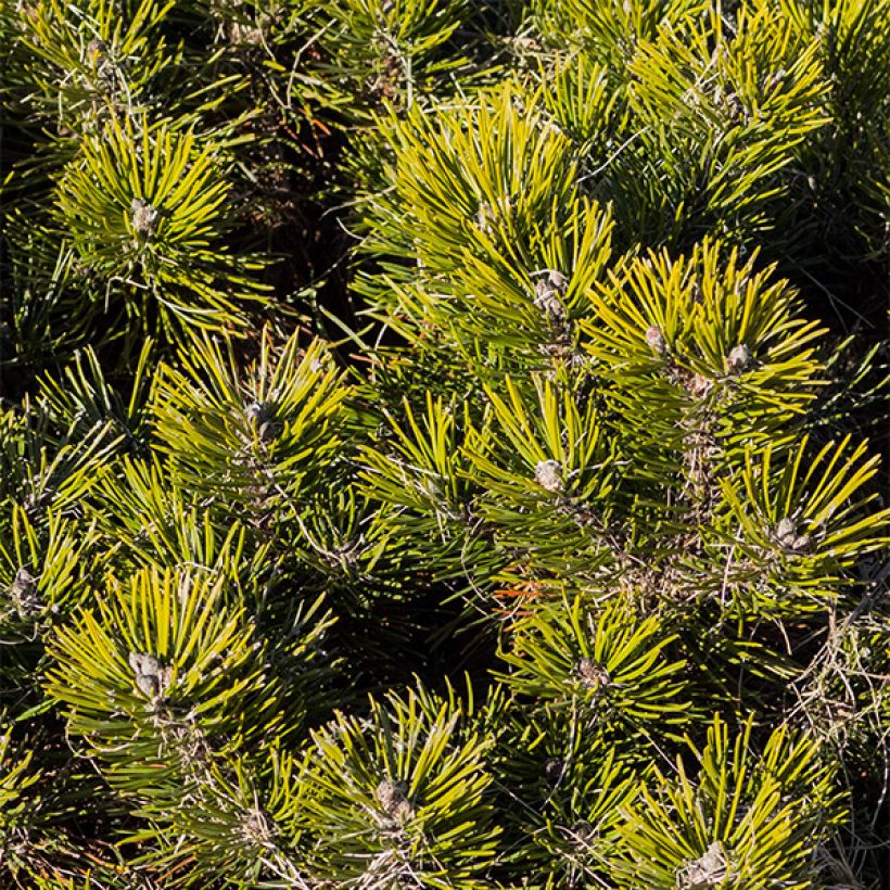 Kääpiövuorimänty - Pinus mugo var.pumilio (Lehvistö)