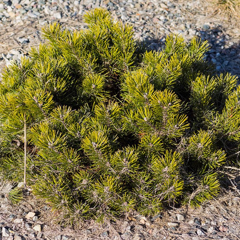 Kääpiövuorimänty - Pinus mugo var.pumilio (Kasvutapa)