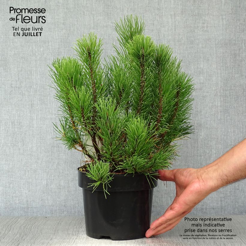 Esimerkki kesällä toimitetusta Kääpiövuorimänty - Pinus mugo var.pumilio Ruukku 2L / 3L-taimesta