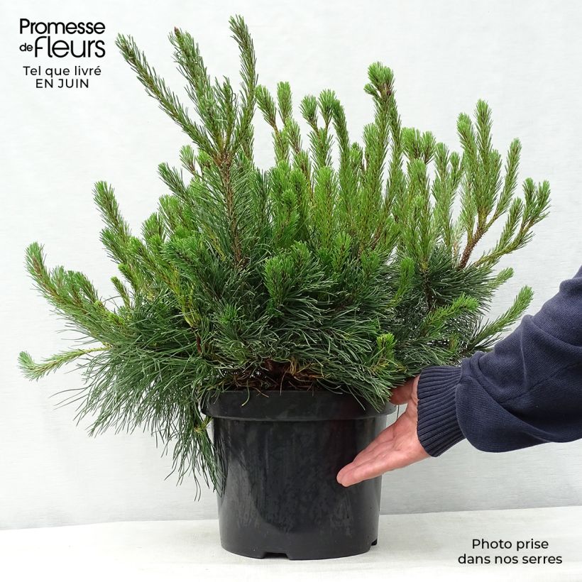 Esimerkki kesällä toimitetusta Kääpiövuorimänty - Pinus mugo var.pumilio Ruukku 7,5L / 10L-taimesta