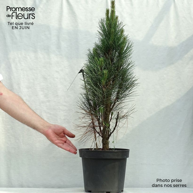 Esimerkki kesällä toimitetusta Mustamänty Green Tower Pot de 7,5L/10L-taimesta