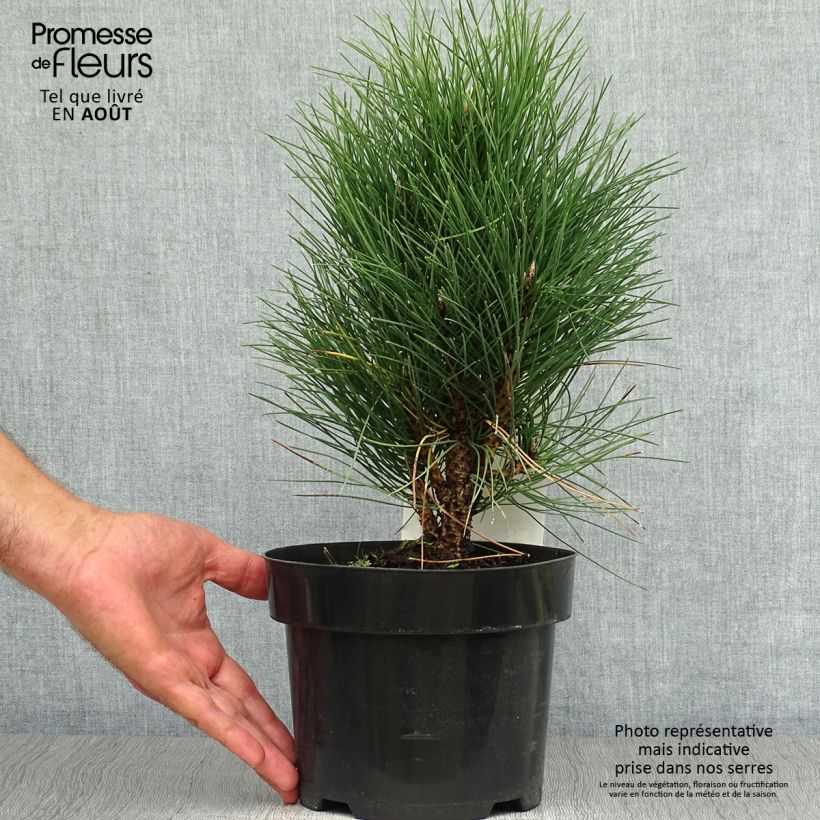 Esimerkki kesällä toimitetusta Mustamänty Green Tower Pot de 2L/3L-taimesta