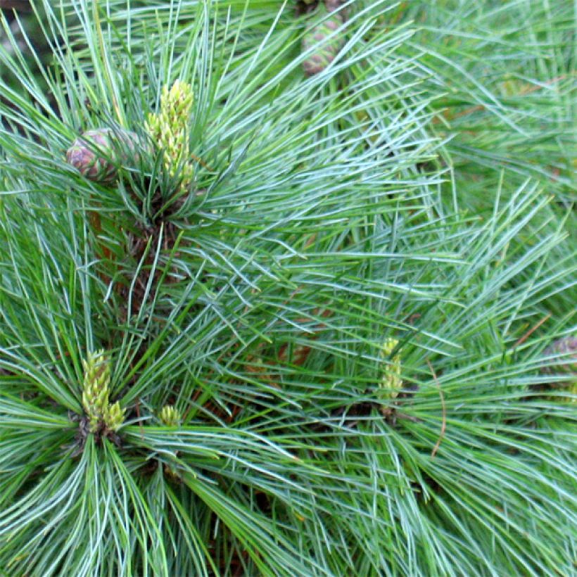 Balkaninmänty - Pinus peuce (Lehvistö)