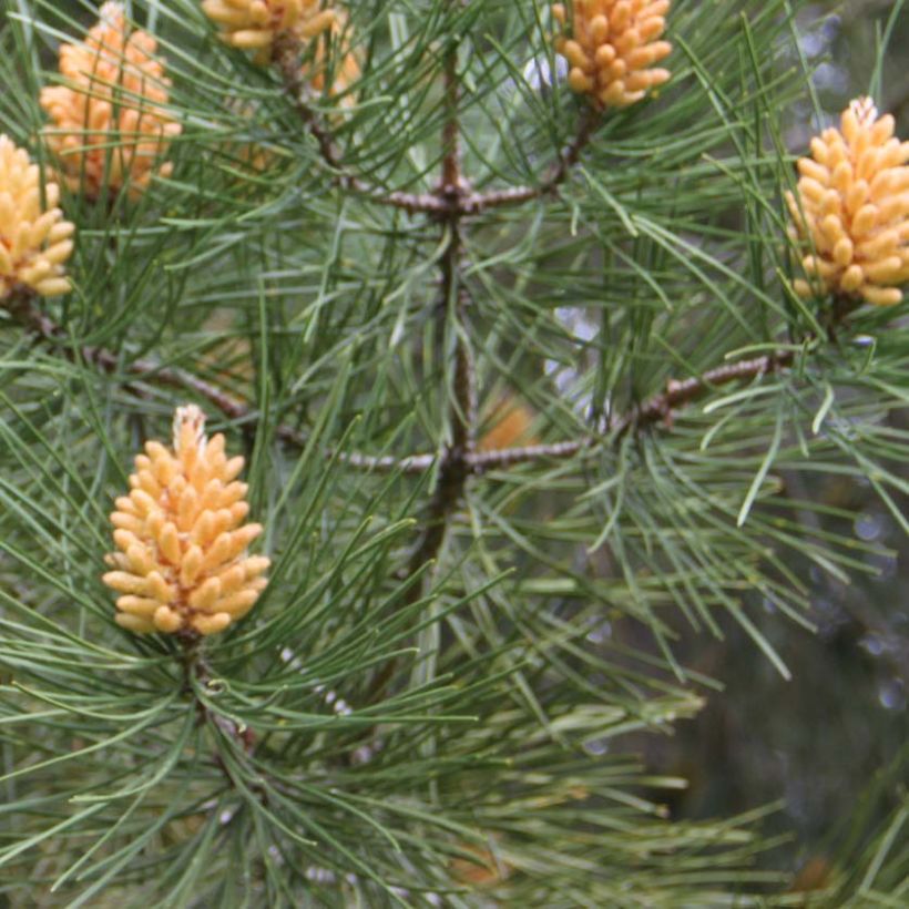 Rannikkomänty - Pinus pinaster (Lehvistö)