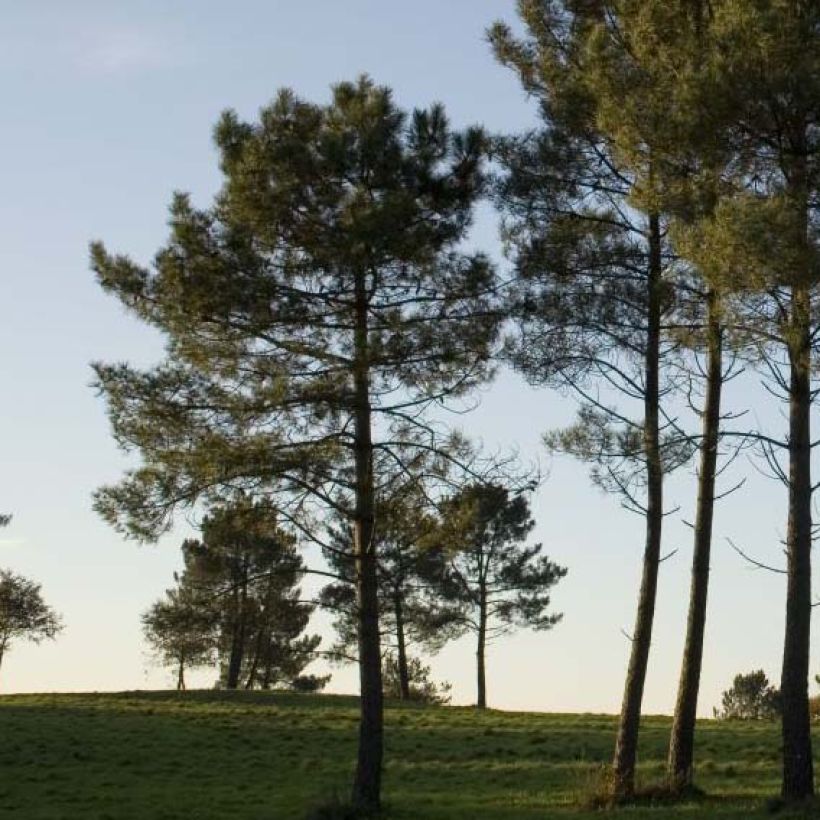 Rannikkomänty - Pinus pinaster (Kasvutapa)