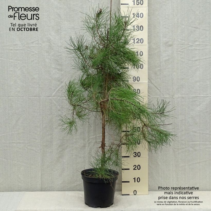 Esimerkki syksyllä toimitetusta Rannikkomänty - Pinus pinaster 7,5 litran / 10 litran ruukku-taimesta