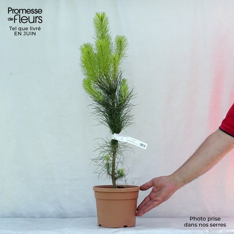 Esimerkki kesällä toimitetusta Rannikkomänty - Pinus pinaster Ruukku 2L / 3L-taimesta
