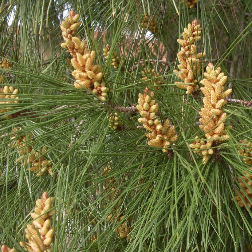 Pinja - Pinus pinea (Lehvistö)