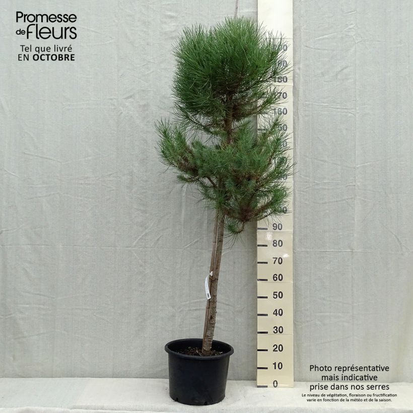 Esimerkki syksyllä toimitetusta Pinja - Pinus pinea 20 litran/25 litran ruukku, Runko-taimesta