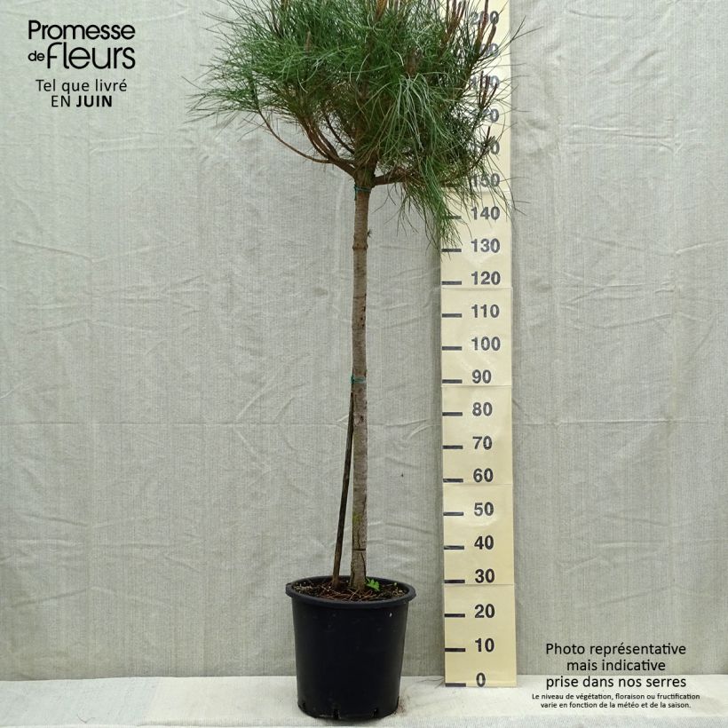 Esimerkki kesällä toimitetusta Pinja - Pinus pinea Pot de 30L/35L, Tige-taimesta